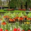 Кекенхоф парк Кекенхоф парк
