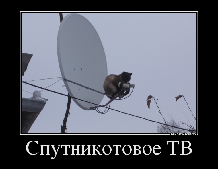 98130814 sputnikotovoe-tv