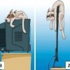 Котэ и телевизор