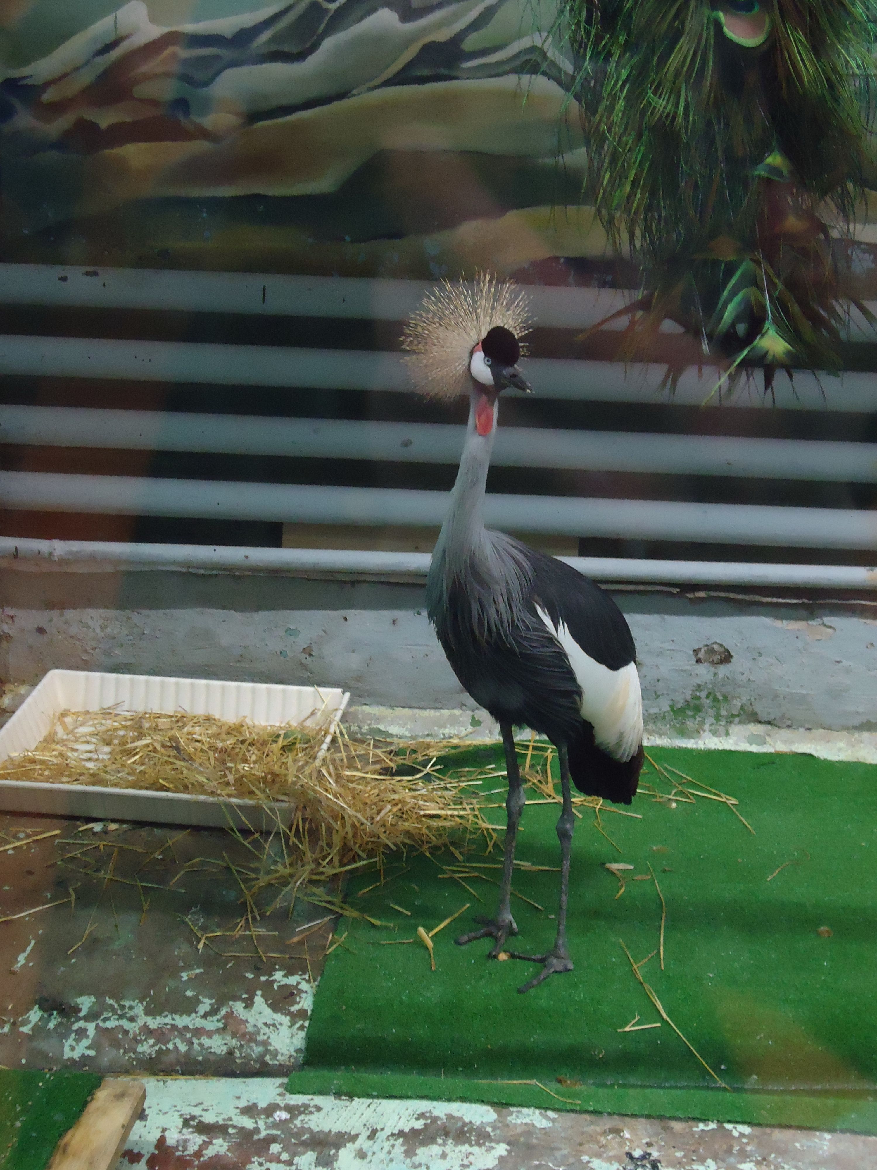 Журавль восточный венценосный