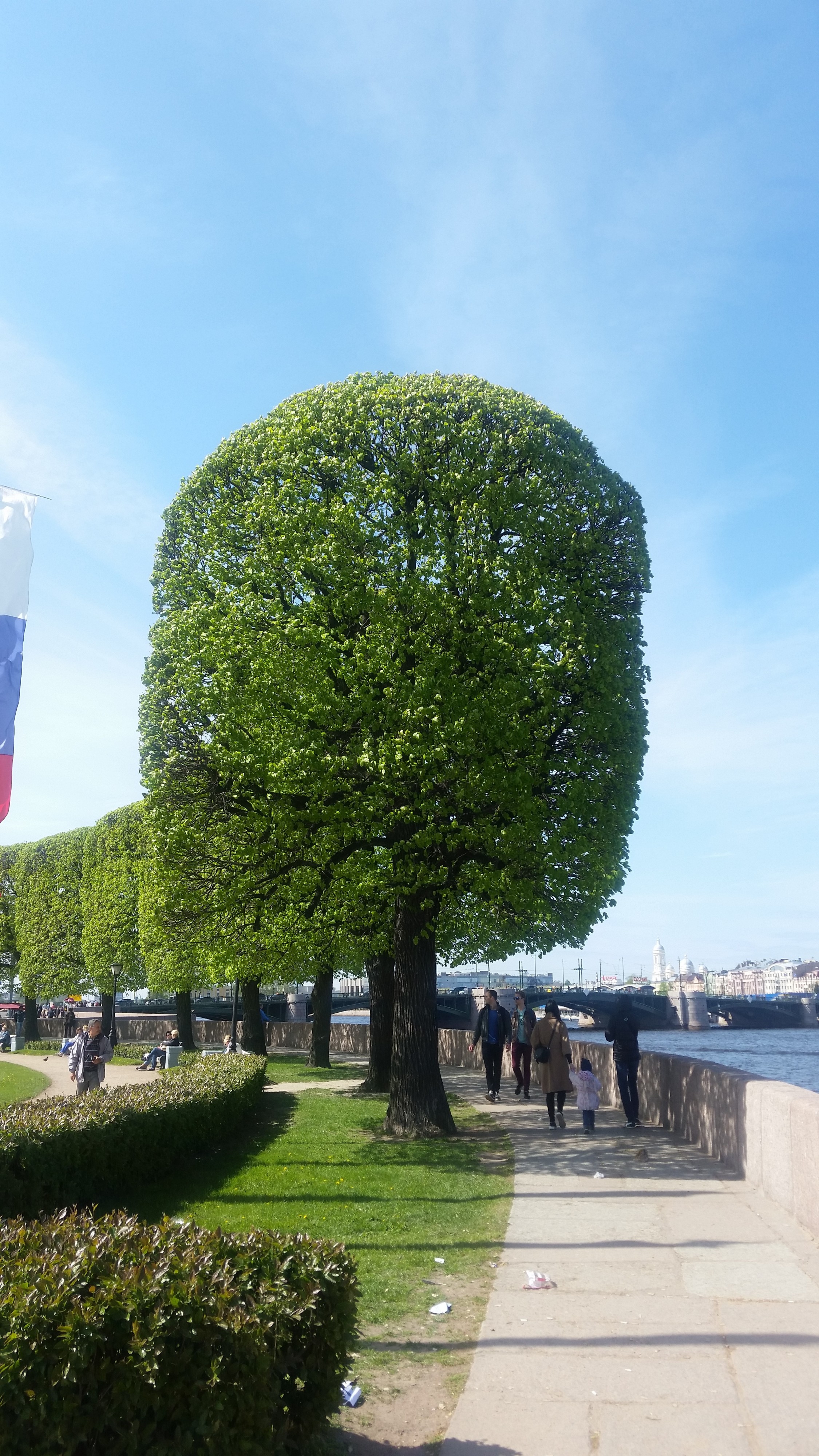 а вот оно - дерево!!!