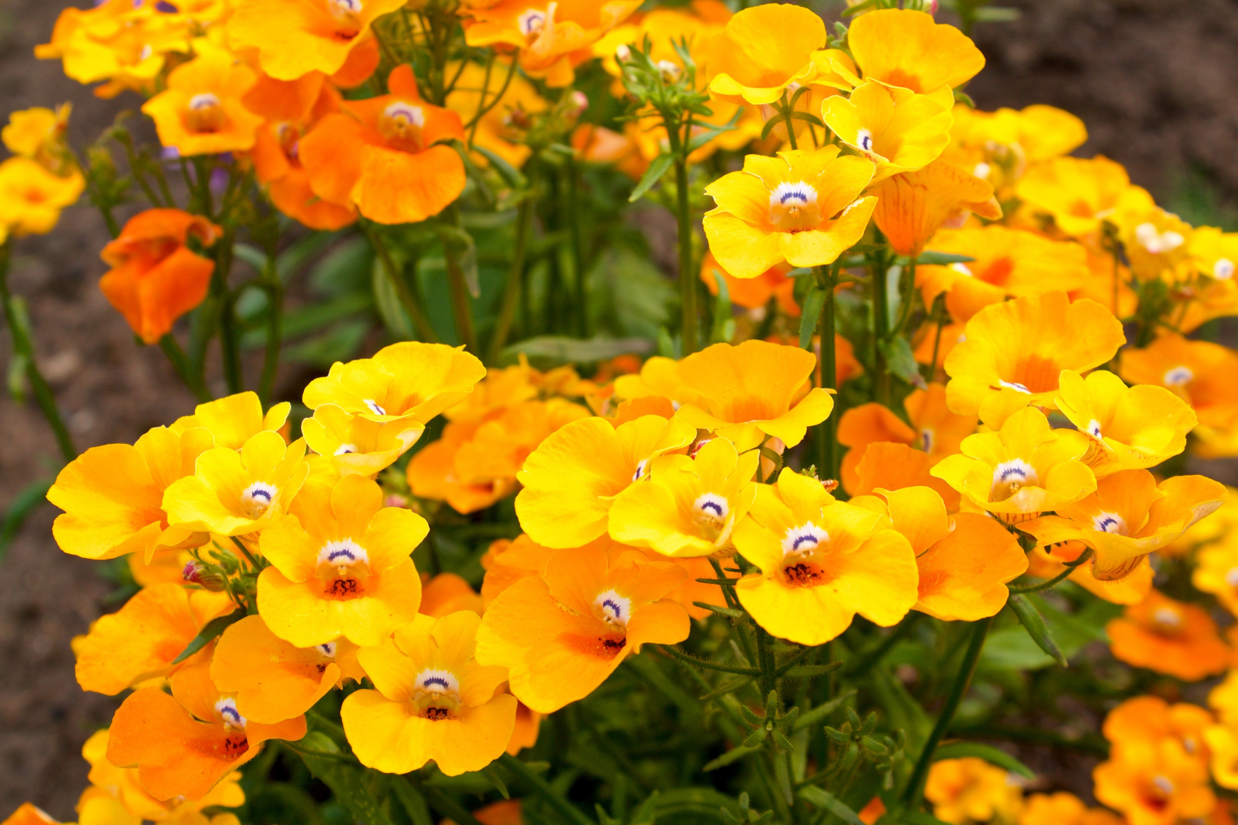 Жёлтые цветочки