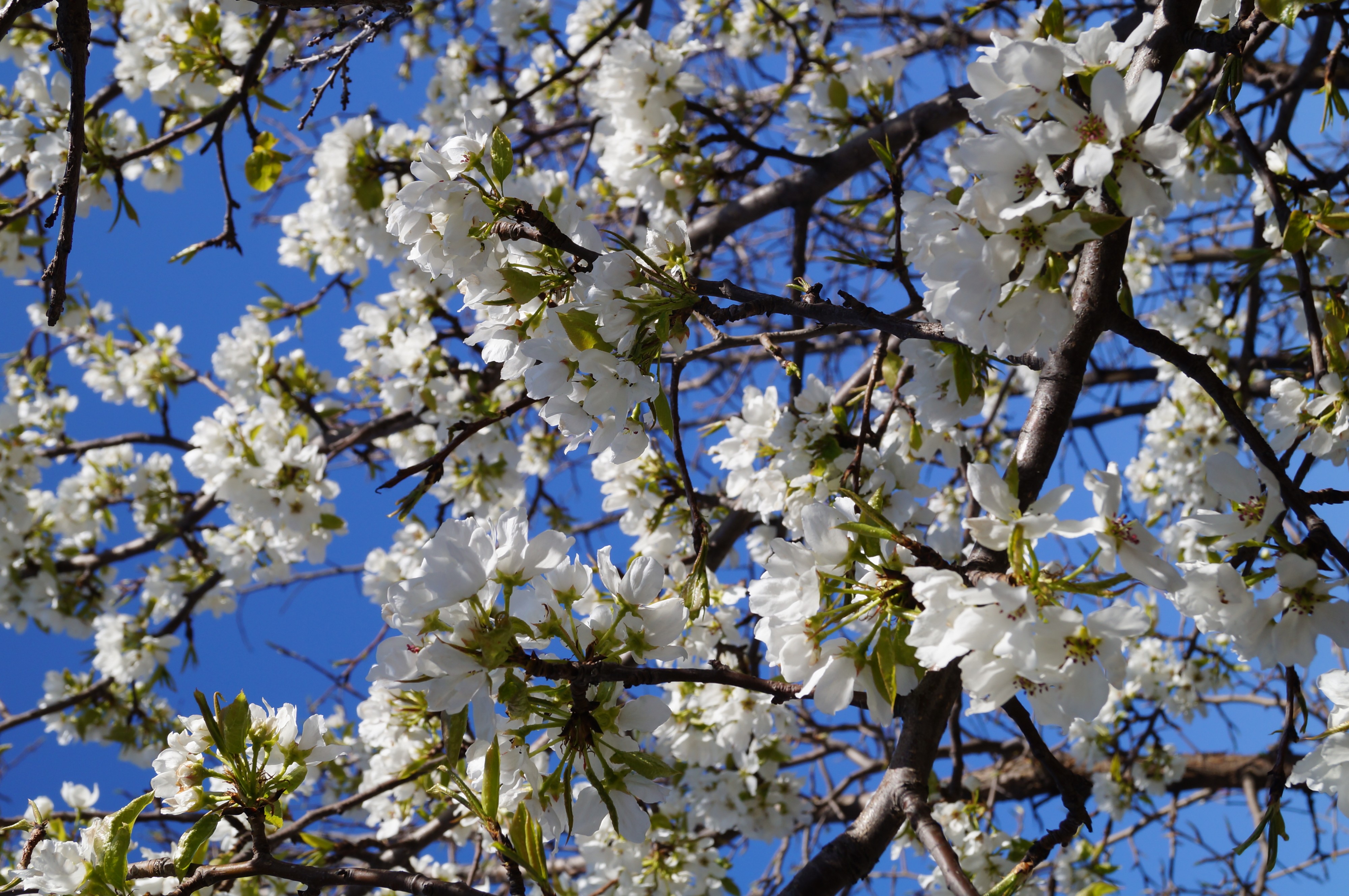 Слива сакурит