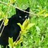 Питерский кот 