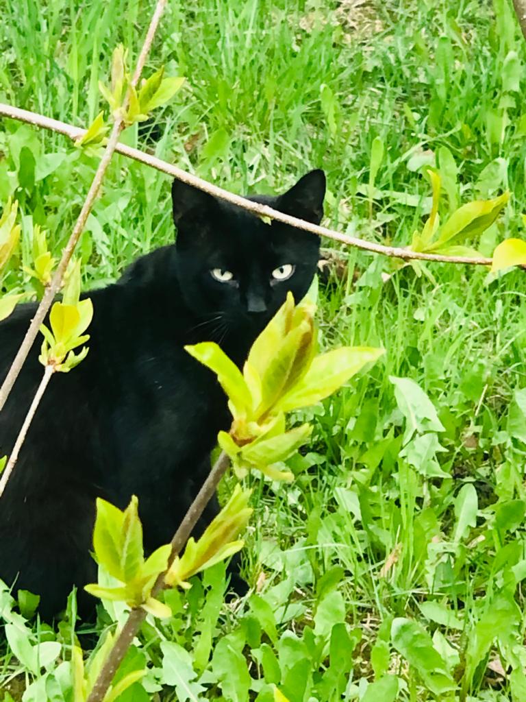 Питерский кот 