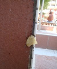 о как) учитесь у насекомых!