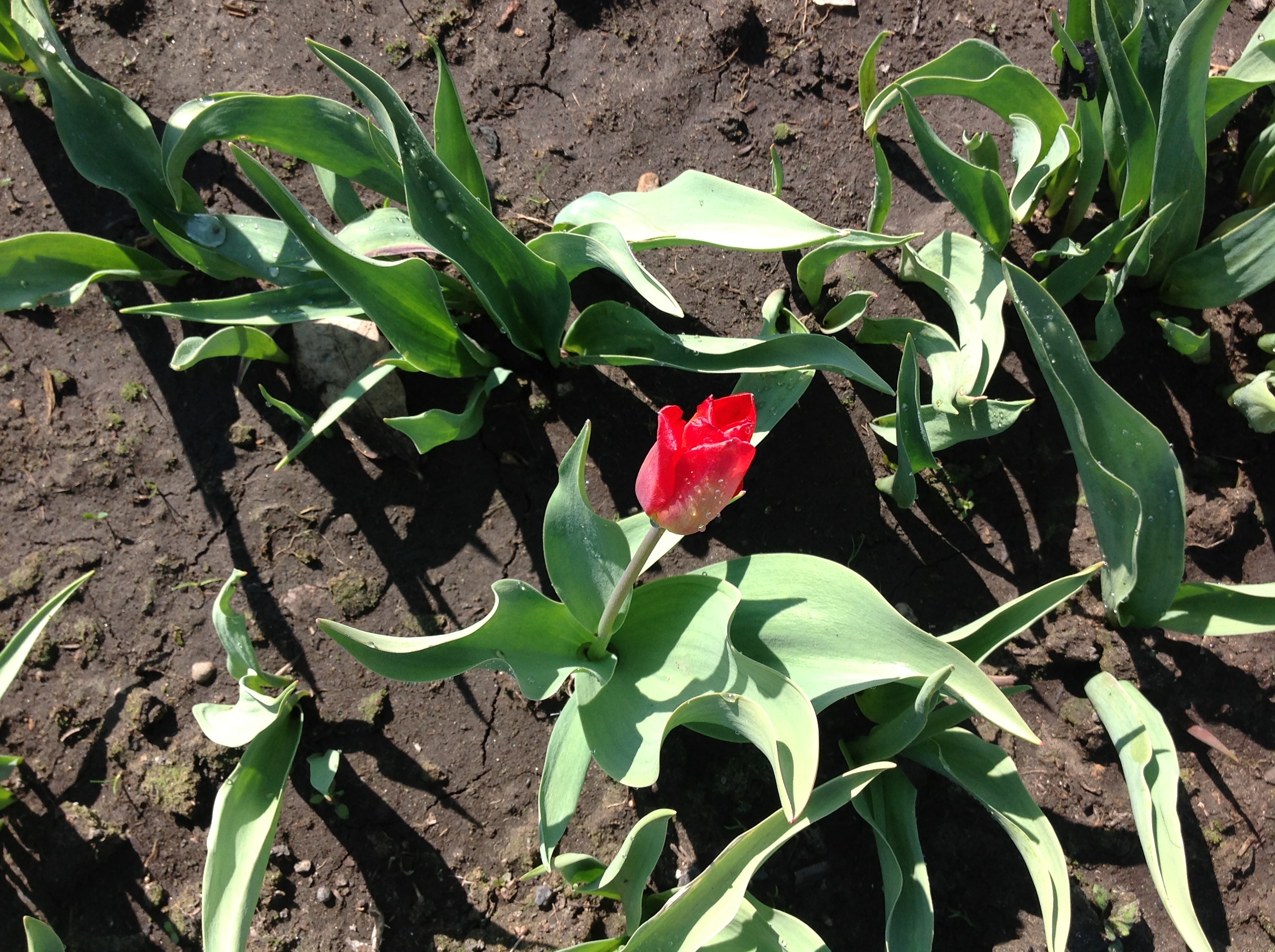 Восставший от заморозка тюльпан