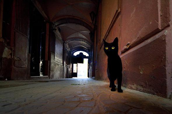 котэ