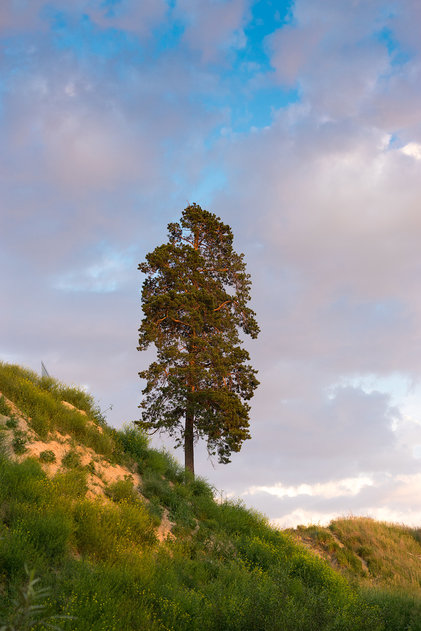 одинокая сосна
