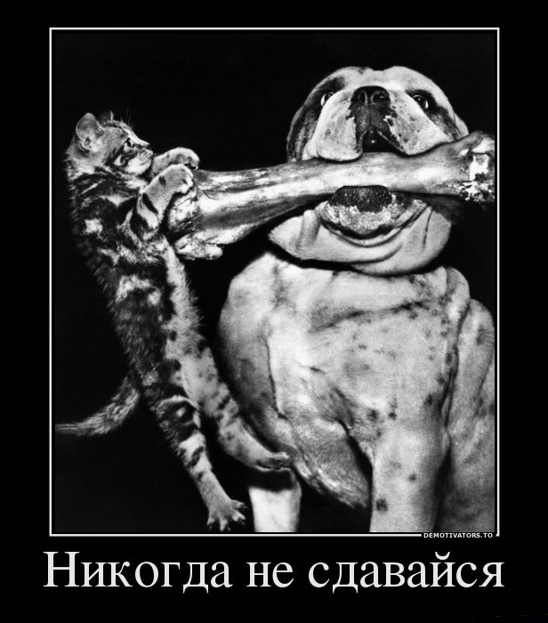 Никогда не сдавайся