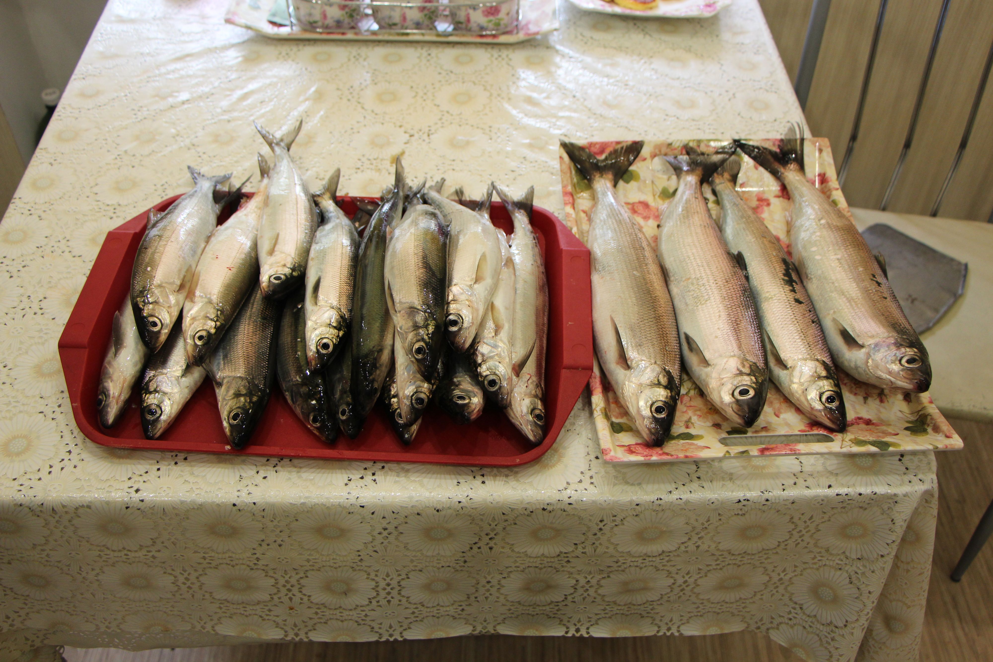 Свежак. Ночью плавал.