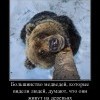 Мнение медведей