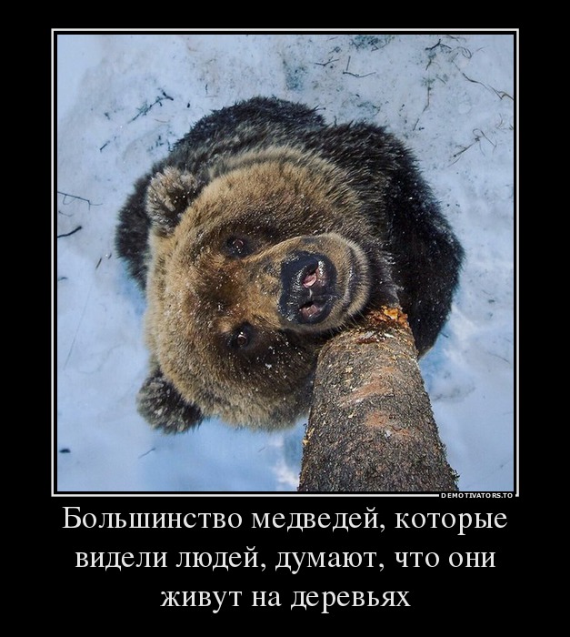 Мнение медведей
