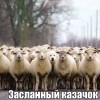 Засланный казачек