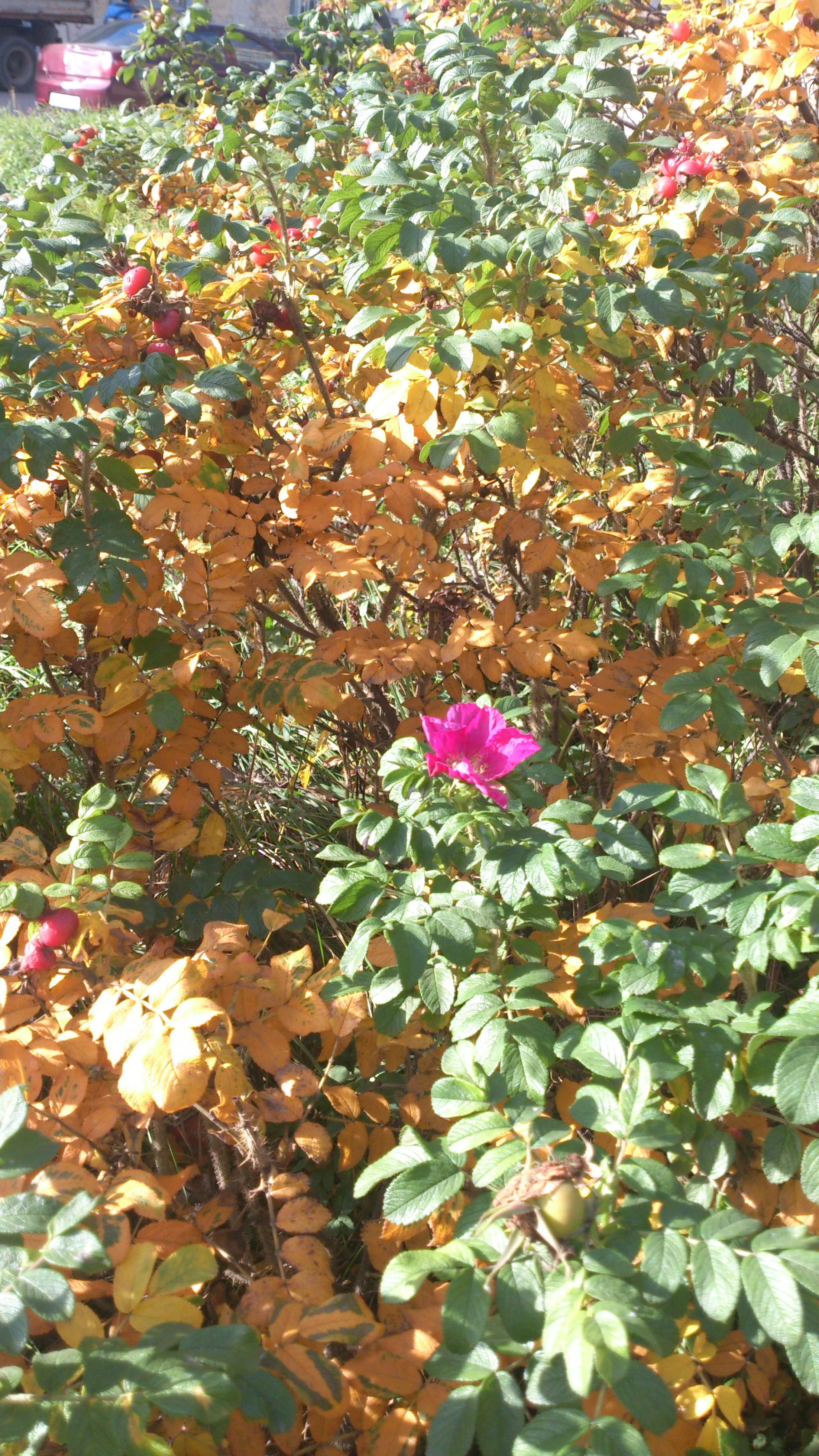 Октябрьский цветок 1