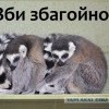 зби збагойна)))))) зби збагойна))))))