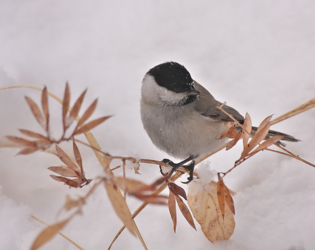 Гаичка черноголовая