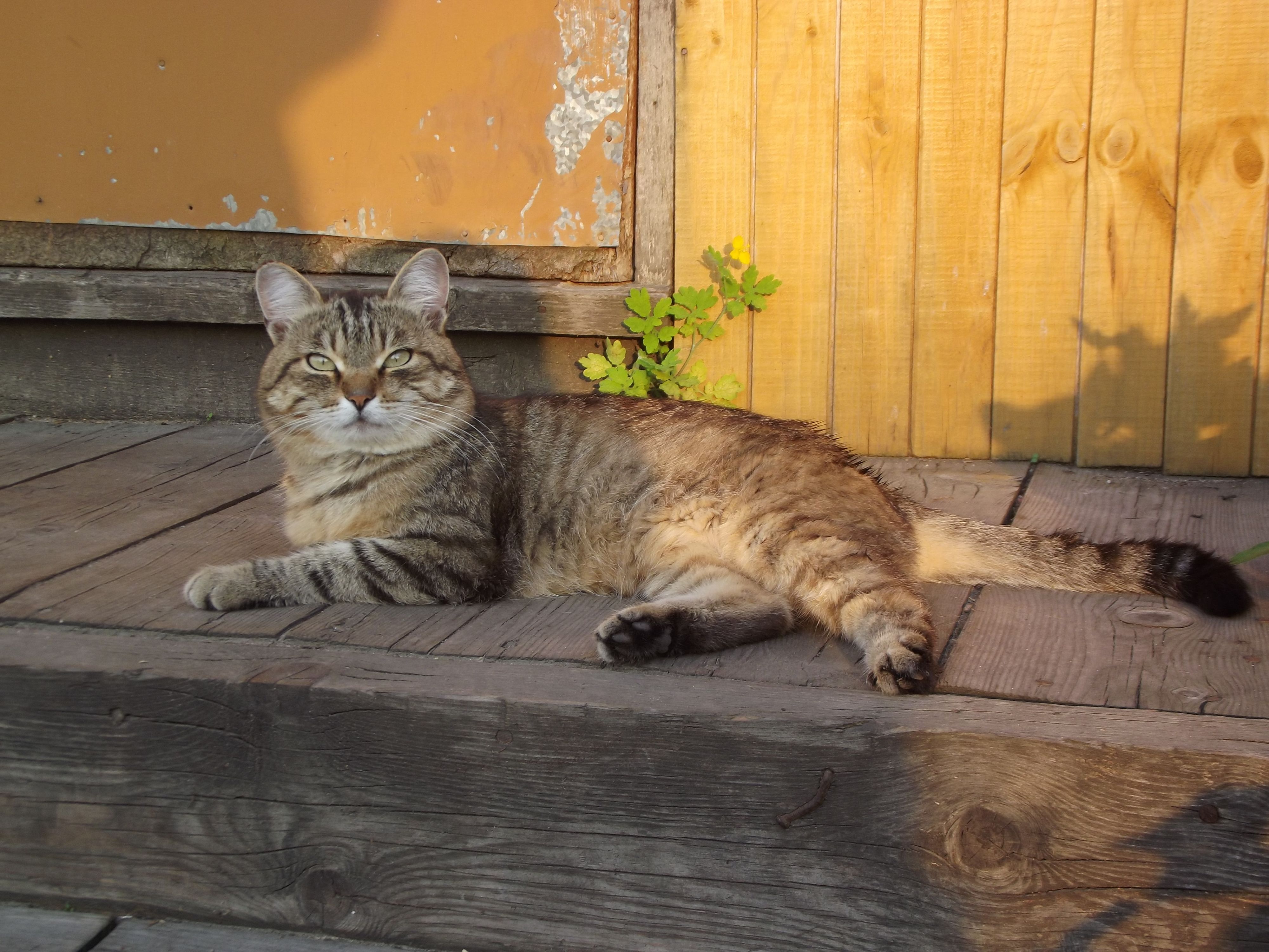 соседский котэ