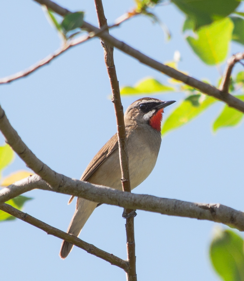 Соловей-красношейка