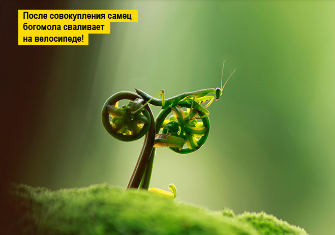 Виласипидизд))))))