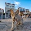 Котэ