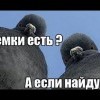 семки есть? а если найду?