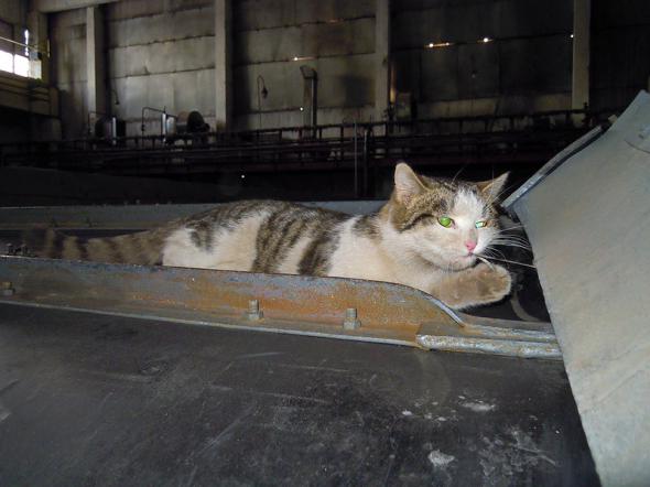 Котэ слесарь