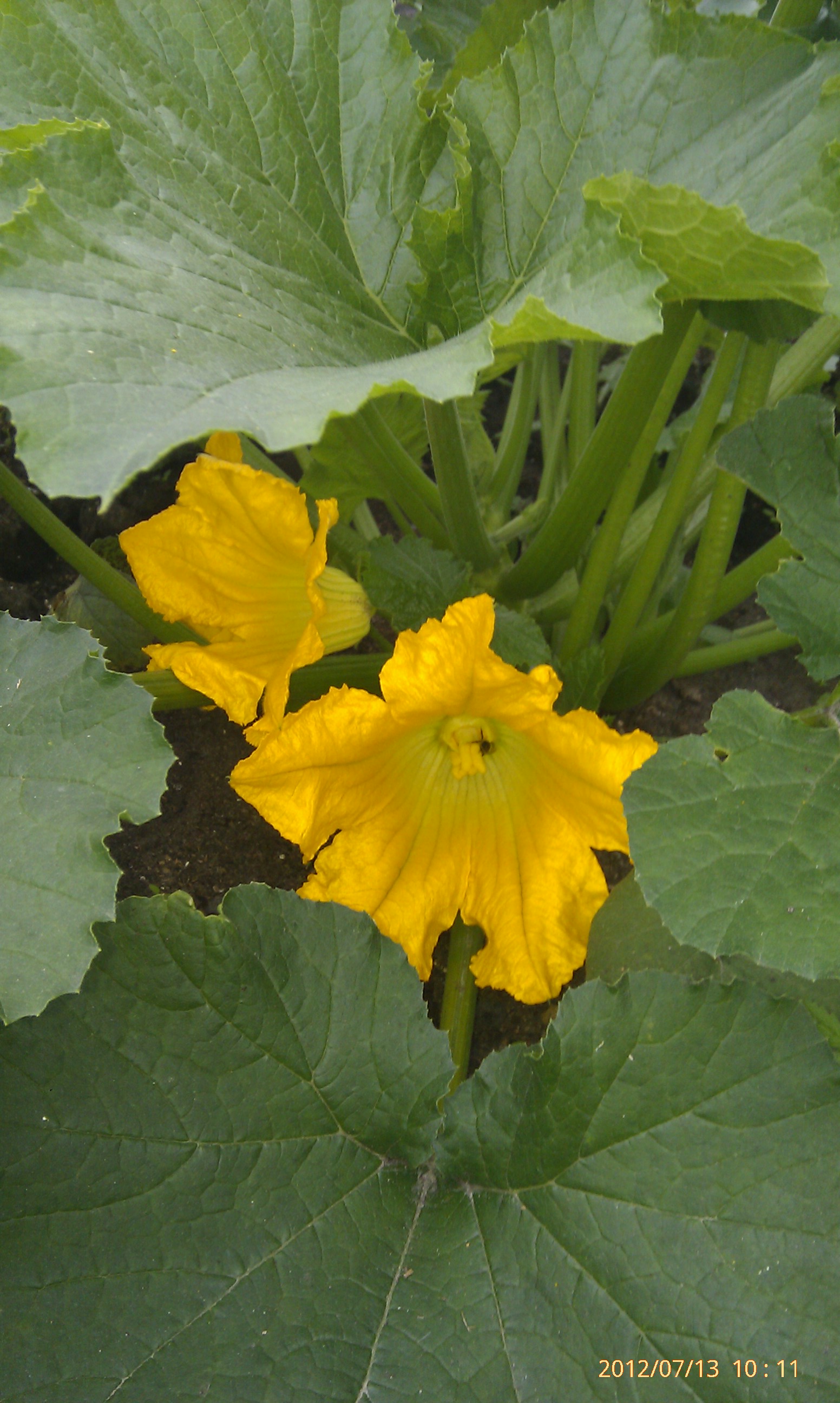 Цвиток кабачочный))))