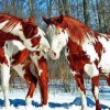 Рыжие 