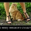 Никакого сходства Никакого сходства