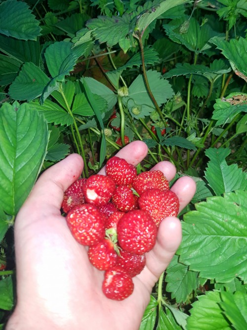 кулубника))))))