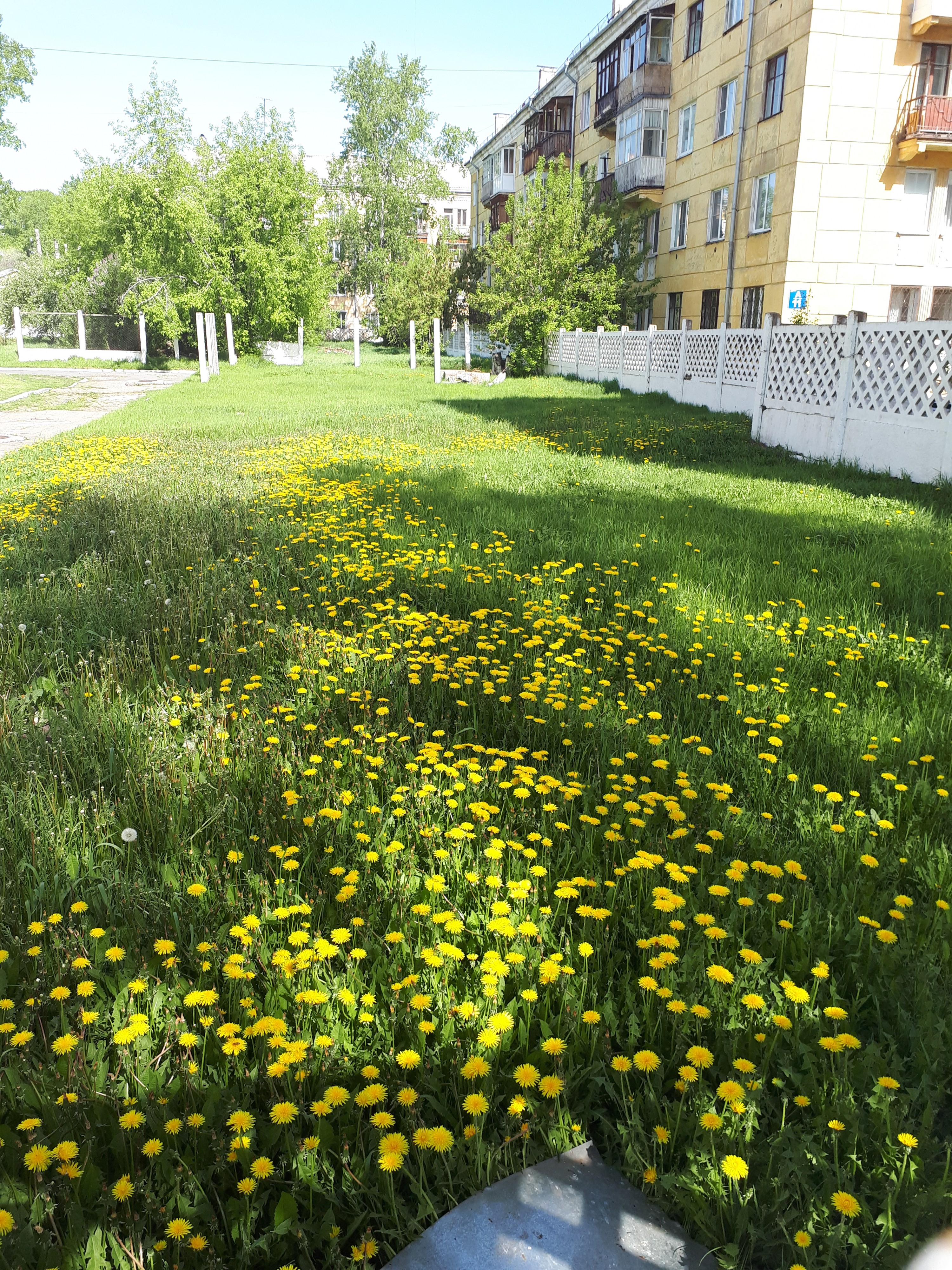 Тропинка одуванчиков