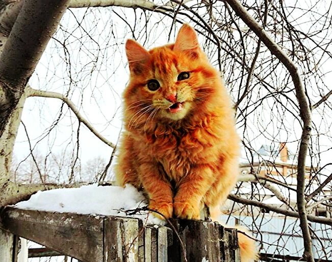 с первым днём весны!