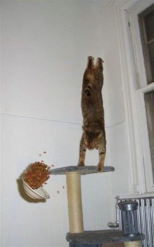 гравитация - победима )))