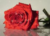 фестиваль бодиарта