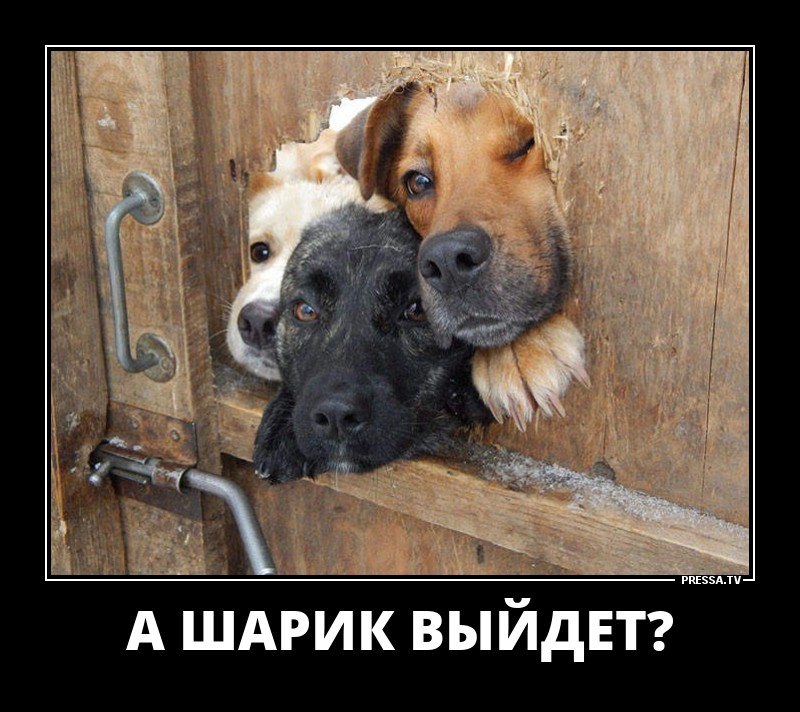 Друзья Шарика