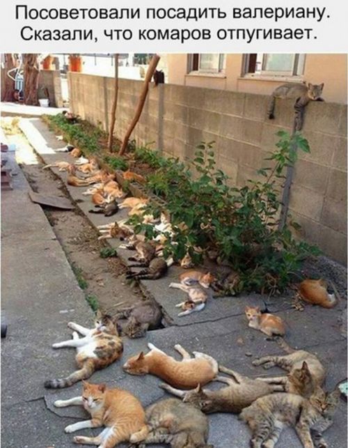 Котэ и валериана