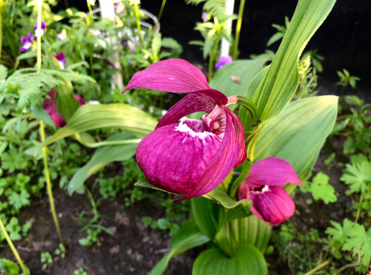 Венерин башмачок