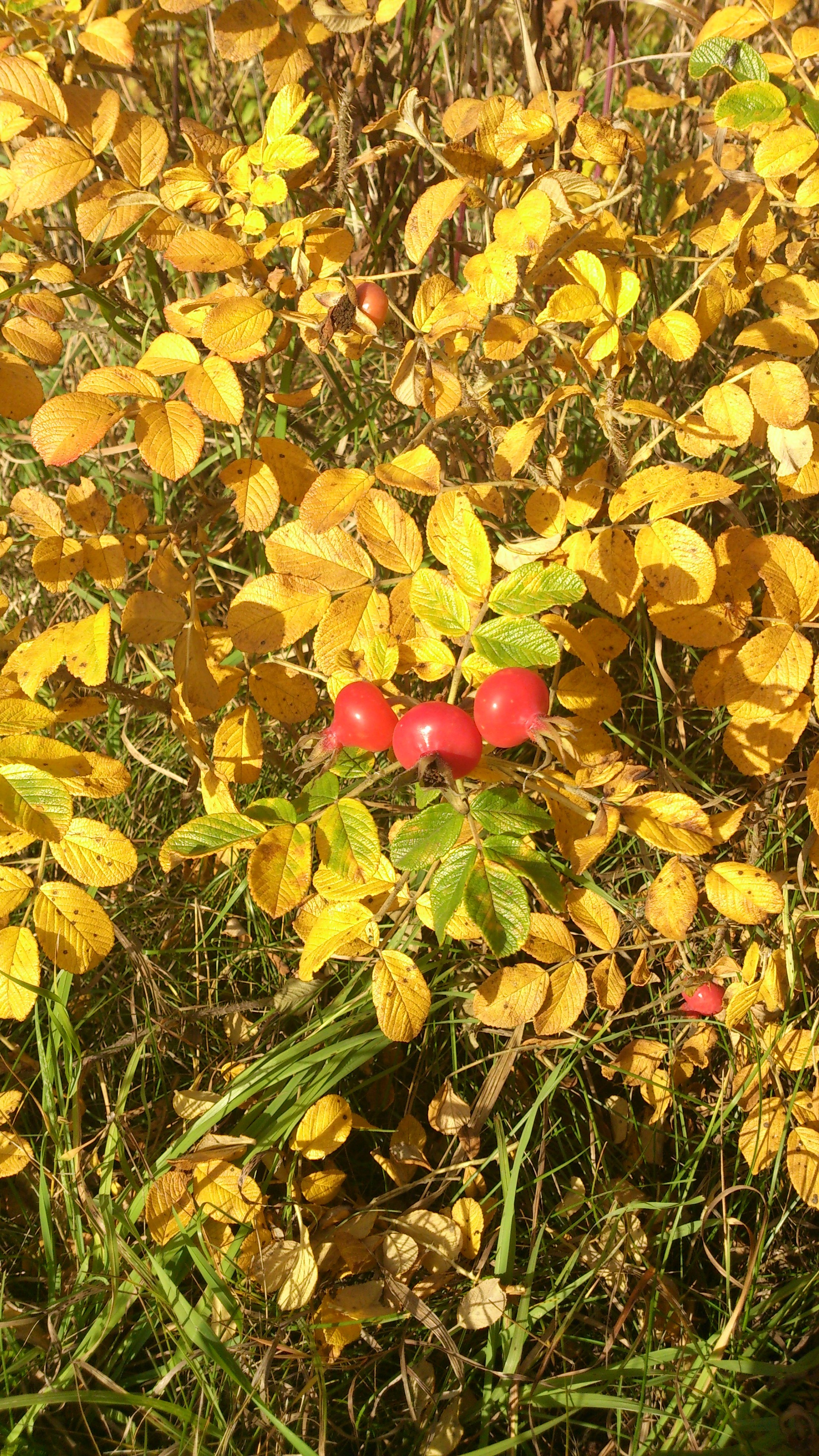 Ягоды шиповника