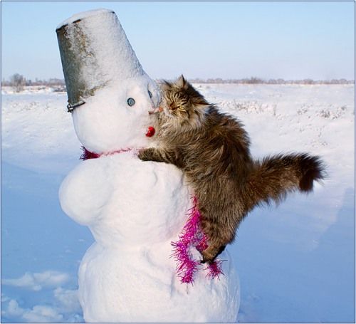 кот примёрз