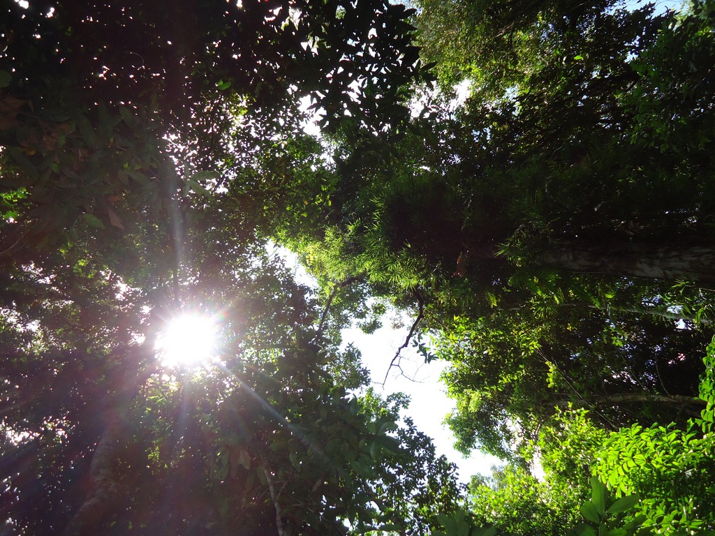 В джунглях