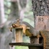 Белки вылезли из своих: дупл? дуплов? дуплей? дуплищ? дупел?