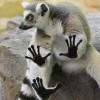 бажалузда 15 узбагоинов))))) бажалузда 15 узбагоинов)))))