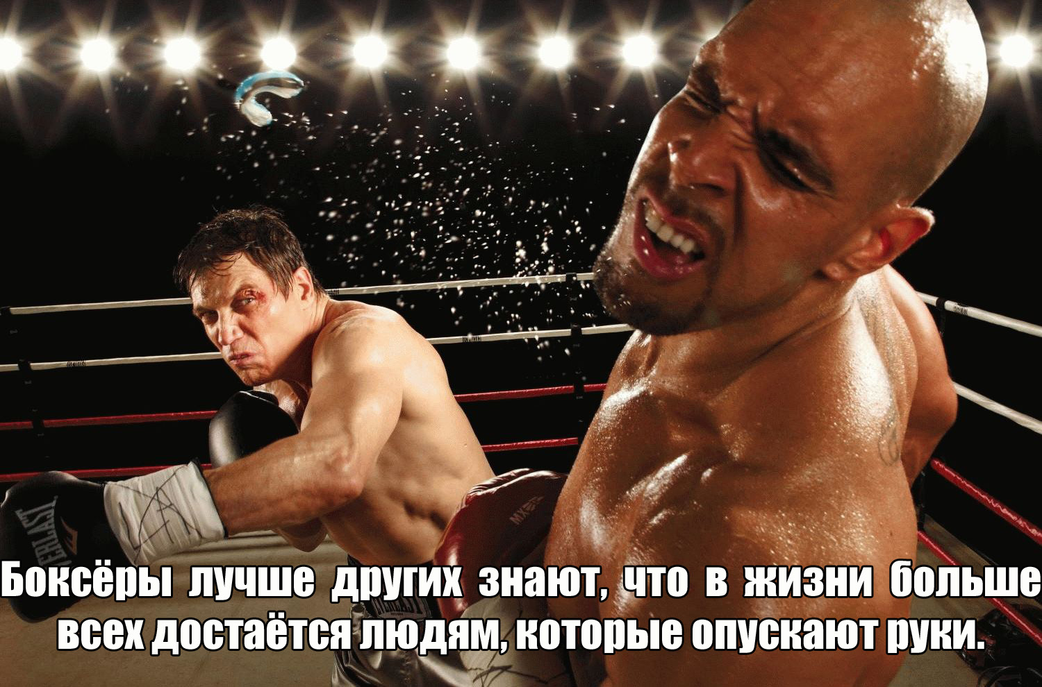 Боксеры в жизни