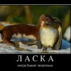Ласка