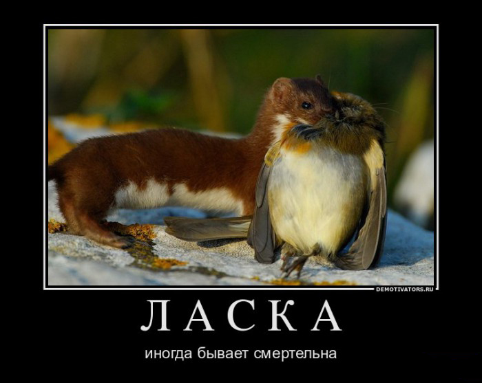 Ласка
