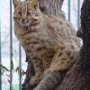 Амурский лесной кот