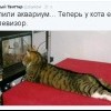 Телевизор для кота Телевизор для кота