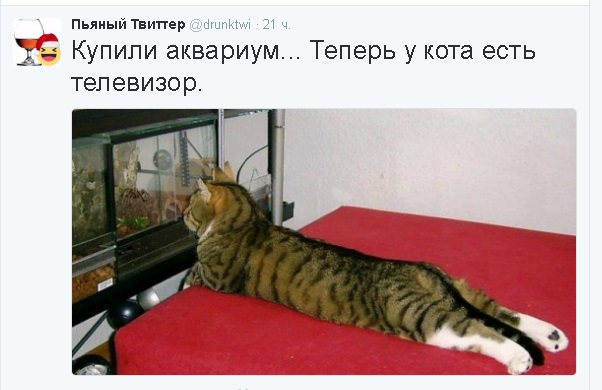 Телевизор для кота
