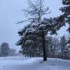 Сосна Сосна